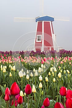 Decorative windmill in the tulip field