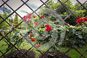 Decorative wooden fence overgrown with red roses at park