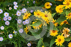 Decorative yellow aster flowers