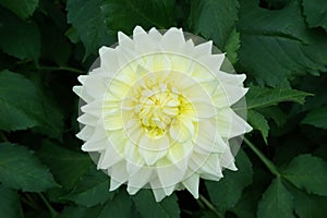 Decorative yellow Dahlia blossom, foliage background