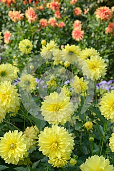 Yellow decorative Dahlia blossoms in a garden photo