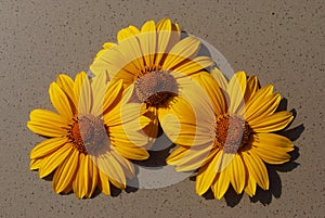 large yellow daisies on a gray background