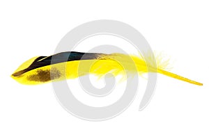 Decorative yellow feather isolated on the white background