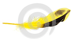 Decorative yellow feather isolated on the white background