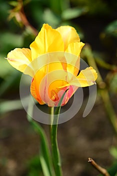 Bright yellow tulip with red petals