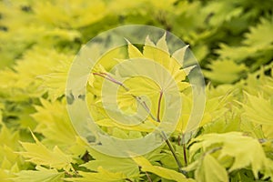 The decorative yellowish leaves of a shirasawa maple