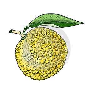 Decorative yuzu illustration. Citrus tree, fruit, leaves, and flowers in engraving style. Exotic plant illustration in color.