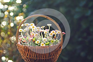 Decoratively arranged floral spring basket with daisy flowers on a table in the garden