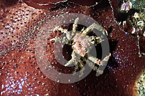 Decorator Crab photo