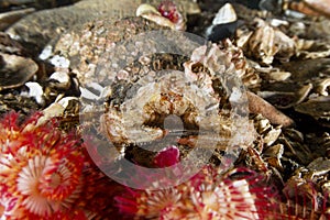 Decorator Crab