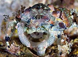 Decorator crab Camposcia retusa uses sponges, tunicate and algae to camouflage itself on coral reef photo