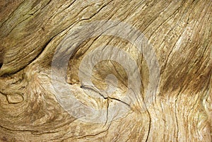 Decorticated trunk
