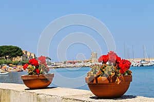 Decortive pots with flowers on the waterfront on Elba Island