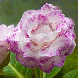 Decorum plant, beautiful Gloxinia flower Sinningia speciosa