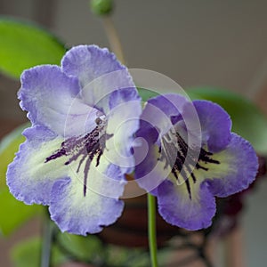 Decorum plant, beautiful Gloxinia flowers