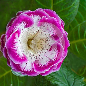 Decorum plant, beautiful pink Gloxinia flower Sinningia specios