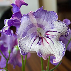 Decorum plant, beautiful Streptocarpus flowers