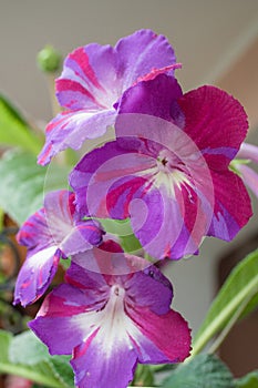 Decorum plant, beautiful Streptocarpus flowers