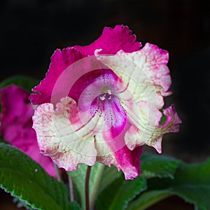 Decorum plant, beautiful Streptocarpus flowers