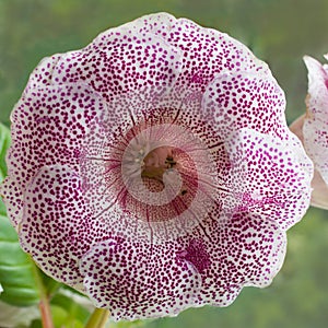 Decorum plant, beautiful tiger pink Gloxinia flower Sinningia s