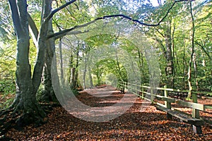 Decoy Country Park, Devon in Autumn