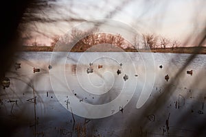 Decoy or dummy waterfowl deployed on a lake