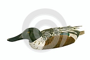 Decoy (Shoveler Drake) With Clipping Path