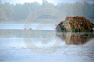 Decoys and duck blind in the fog photo