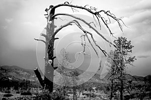 Decrepit Bare Tree on High Desert Plain