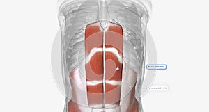 The deep abdominal muscles include the transverse abdominis and the rectus abdominis photo