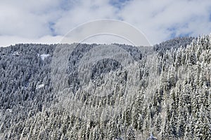 Deep Alpine Fir forest