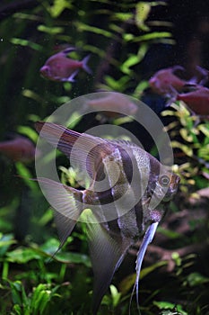 Deep Angelfish (Pterophyllum altum), also known the Orinoco angelfish. photo