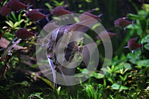 Deep Angelfish (Pterophyllum altum). photo