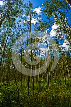 Deep in Aspen Forests with Tall Thin Aspen Trees forever photo