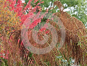 Deep autumn colours, photographed from RHS Hyde Hall garden near Chelmsford, Essex, UK.