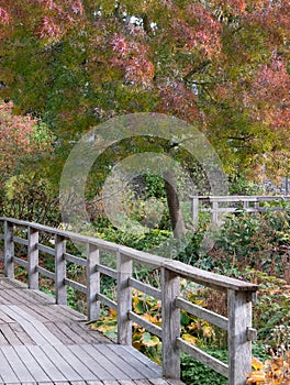 Deep autumn colours, photographed in Robinson Garden at RHS Hyde Hall garden near Chelmsford, Essex, UK.