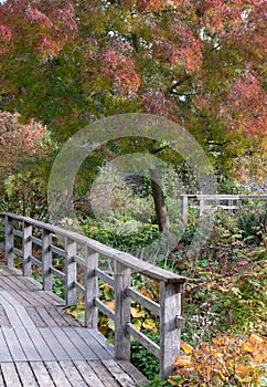 Deep autumn colours, photographed in Robinson Garden at RHS Hyde Hall garden near Chelmsford, Essex, UK.