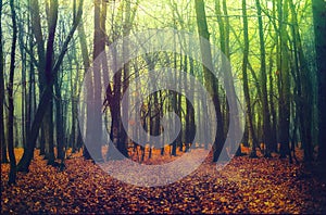 Deep into the fogy forest