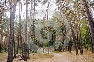 Deep autumn pine forest with warm sunlight illuminating green foliage.