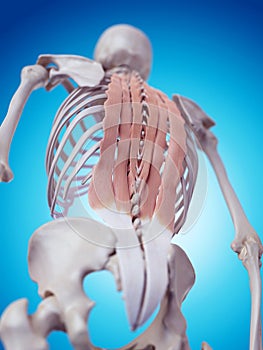 The deep back muscles