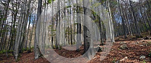 Deep Beech Forest under the Rachel Mountain