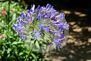 Deep Blue Agapanthus Growing in a Butterfly Garden