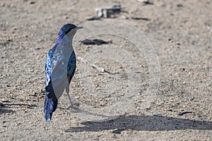 deep blue feathers of Burchells Starling on ground at Kruger park, South Africa