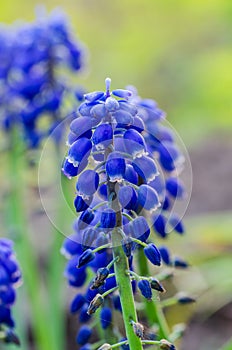 Deep blue flowers of Common grape hyacinth in garden