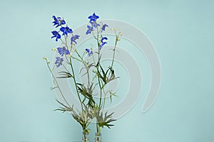 Deep blue Flowers of Delphinium Tricone Dwarf Larkspur isolated on soft blue background photo