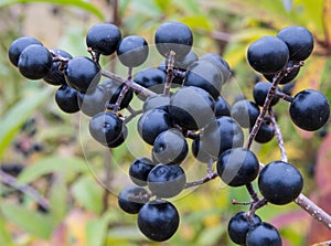 Berries from Wild Privet, Ligustrum vulgare photo