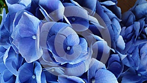Deep blue hydrangea flower close-up in Spring background