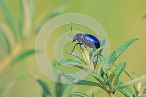 Deep blue leaf beetle