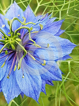 Deep Blue Love in a Mist Flower Nigella Damascena