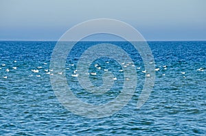 Deep blue ocean with some white seagulls swimming on it and a wide horizon